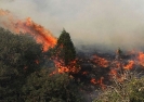 سریال تکراری آتش‌سوزی در جنگل‌های شمال و کمبود امکانات